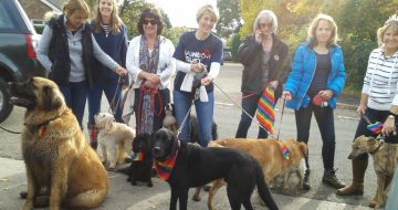 Family Support Worker, Claire, hosts Big Hour Dog Walk image