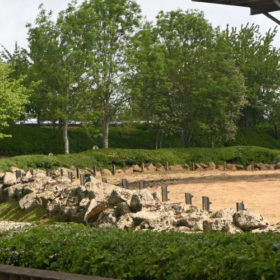 Colchester Zoo Stampede 10K thumbnail