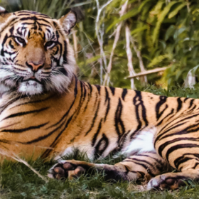 Sumatra Jungle Challenge thumbnail